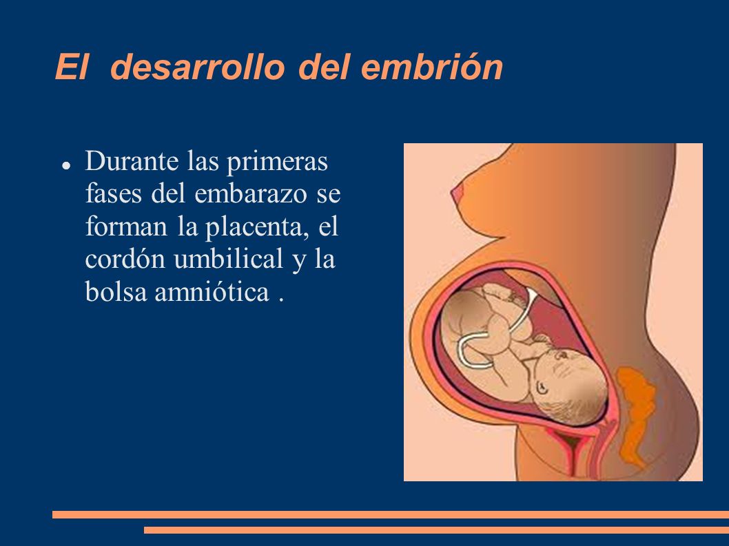 El desarrollo del embrión