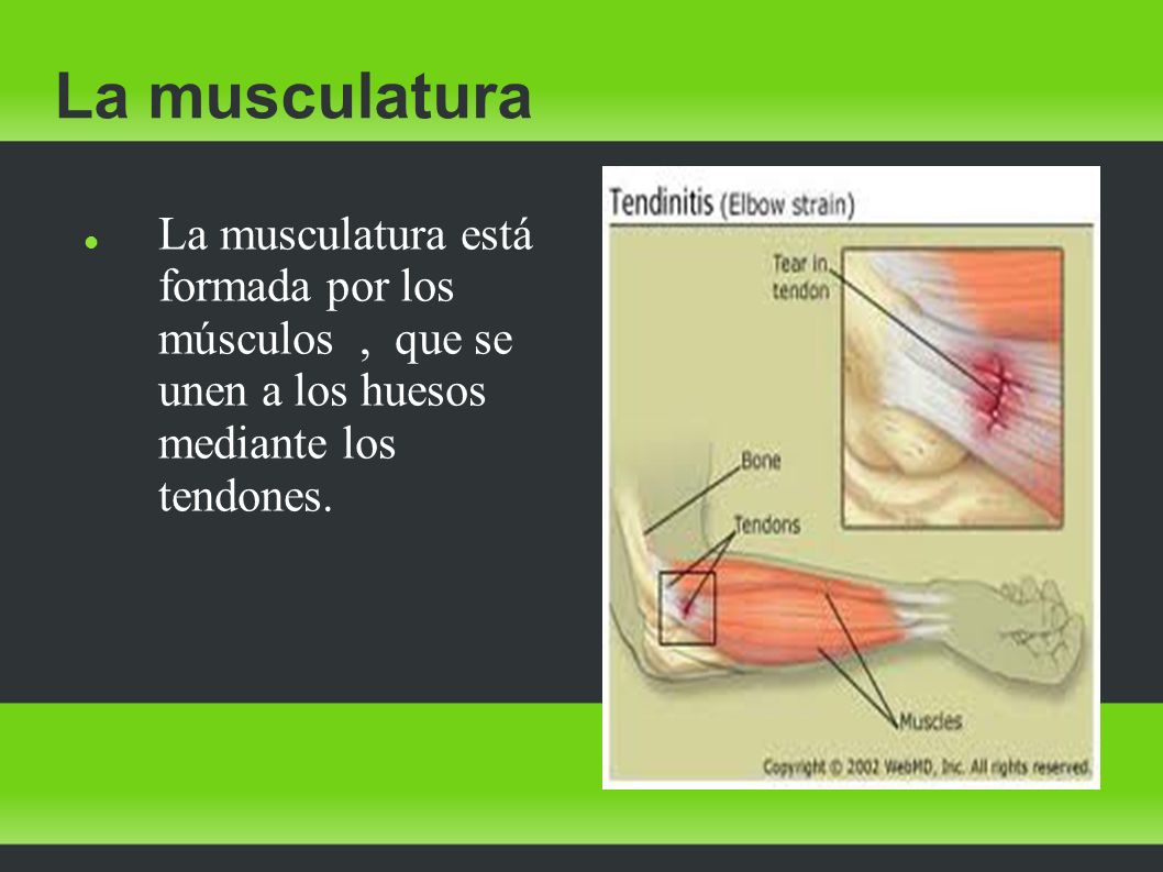 La musculatura La musculatura está formada por los músculos , que se unen a los huesos mediante los tendones.