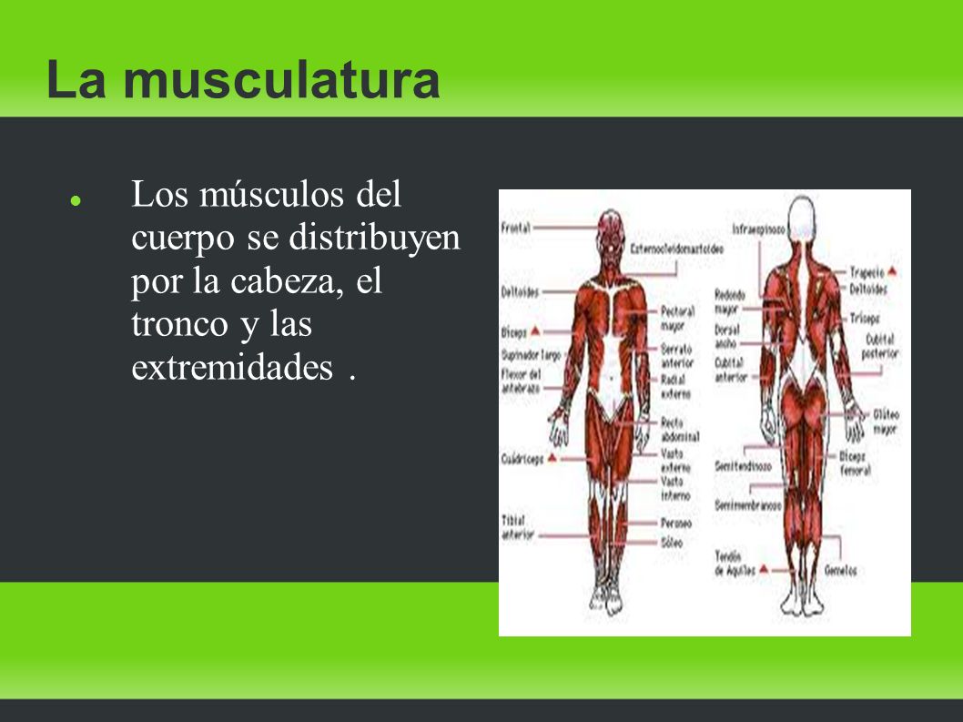 La musculatura Los músculos del cuerpo se distribuyen por la cabeza, el tronco y las extremidades .