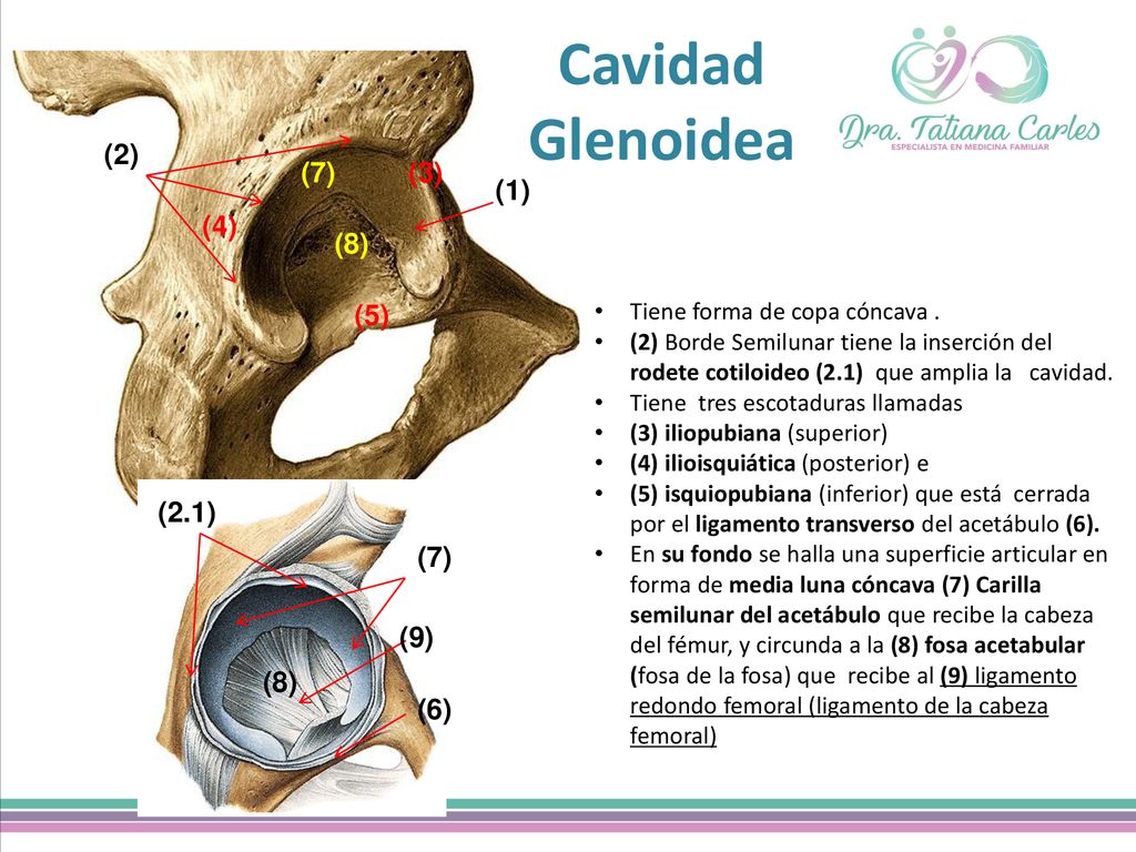 Cavidad Glenoidea (1) (2) (7) (2.1) (3) (5) (4) (8) (9) (6)