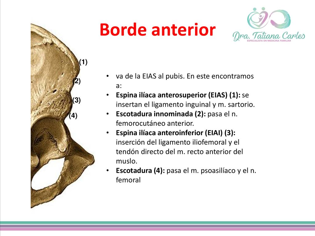 Borde anterior va de la EIAS al pubis. En este encontramos a: