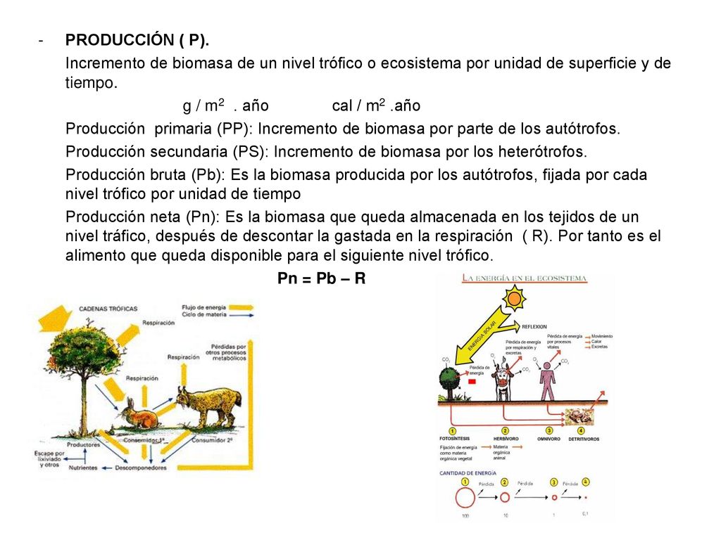 PRODUCCIÓN ( P). Incremento de biomasa de un nivel trófico o ecosistema por unidad de superficie y de tiempo.