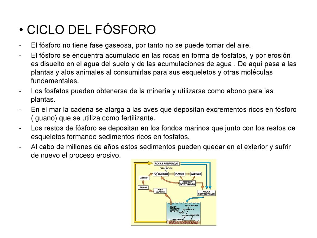 CICLO DEL FÓSFORO El fósforo no tiene fase gaseosa, por tanto no se puede tomar del aire.