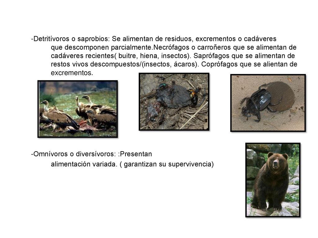 -Detritívoros o saprobios: Se alimentan de residuos, excrementos o cadáveres que descomponen parcialmente.Necrófagos o carroñeros que se alimentan de cadáveres recientes( buitre, hiena, insectos).