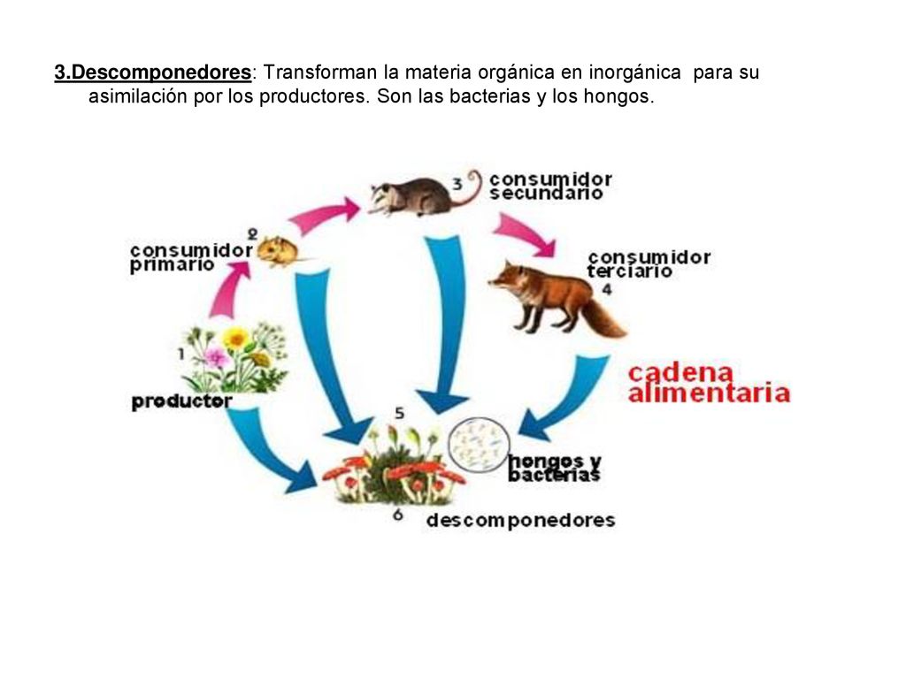 3.Descomponedores: Transforman la materia orgánica en inorgánica para su asimilación por los productores.