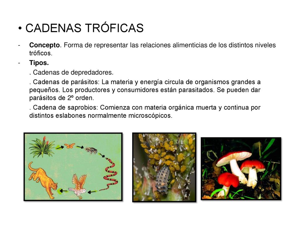 CADENAS TRÓFICAS Concepto. Forma de representar las relaciones alimenticias de los distintos niveles tróficos.