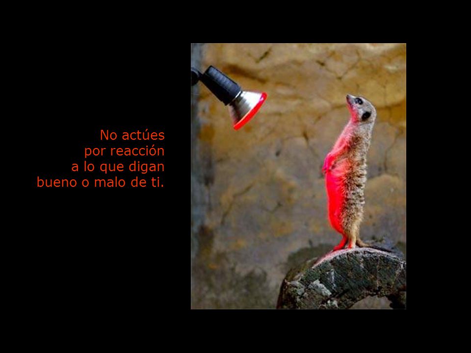 No actúes por reacción a lo que digan bueno o malo de ti.