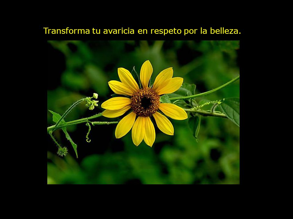 Transforma tu avaricia en respeto por la belleza.