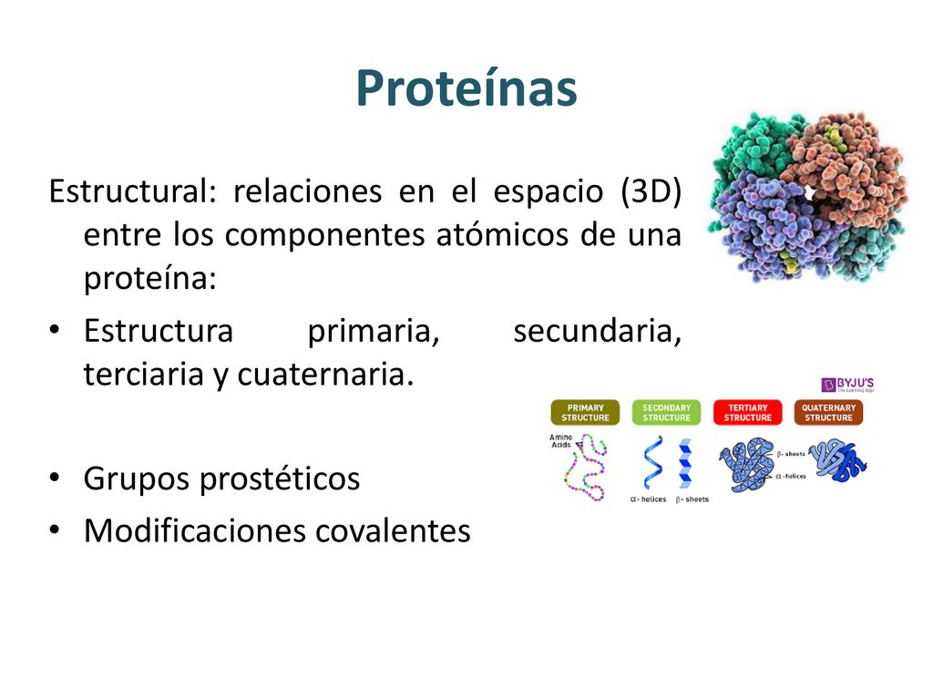 Proteínas Estructural: relaciones en el espacio (3D) entre los componentes atómicos de una proteína: