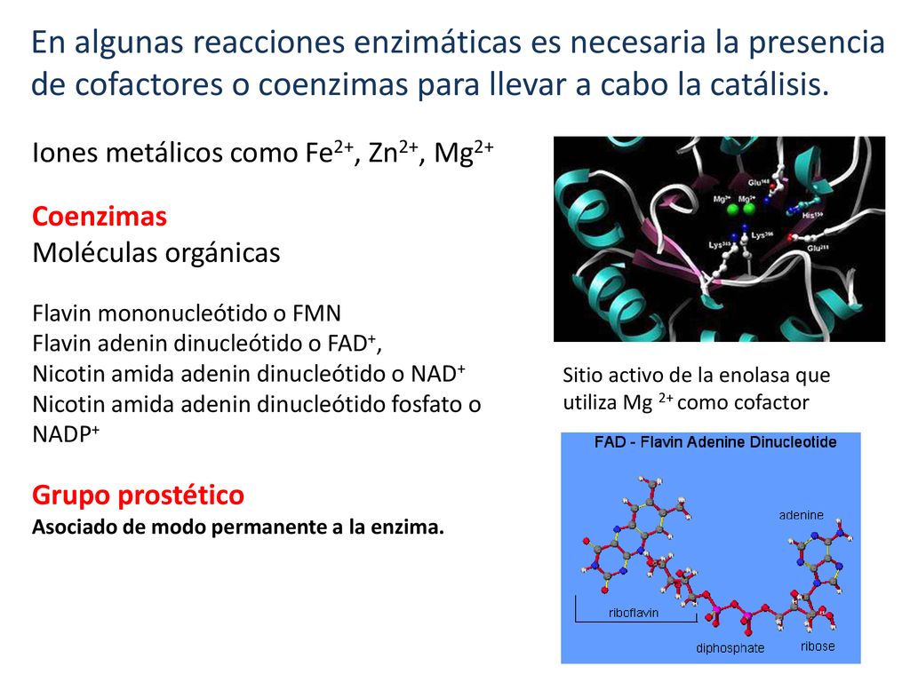 En algunas reacciones enzimáticas es necesaria la presencia de cofactores o coenzimas para llevar a cabo la catálisis.