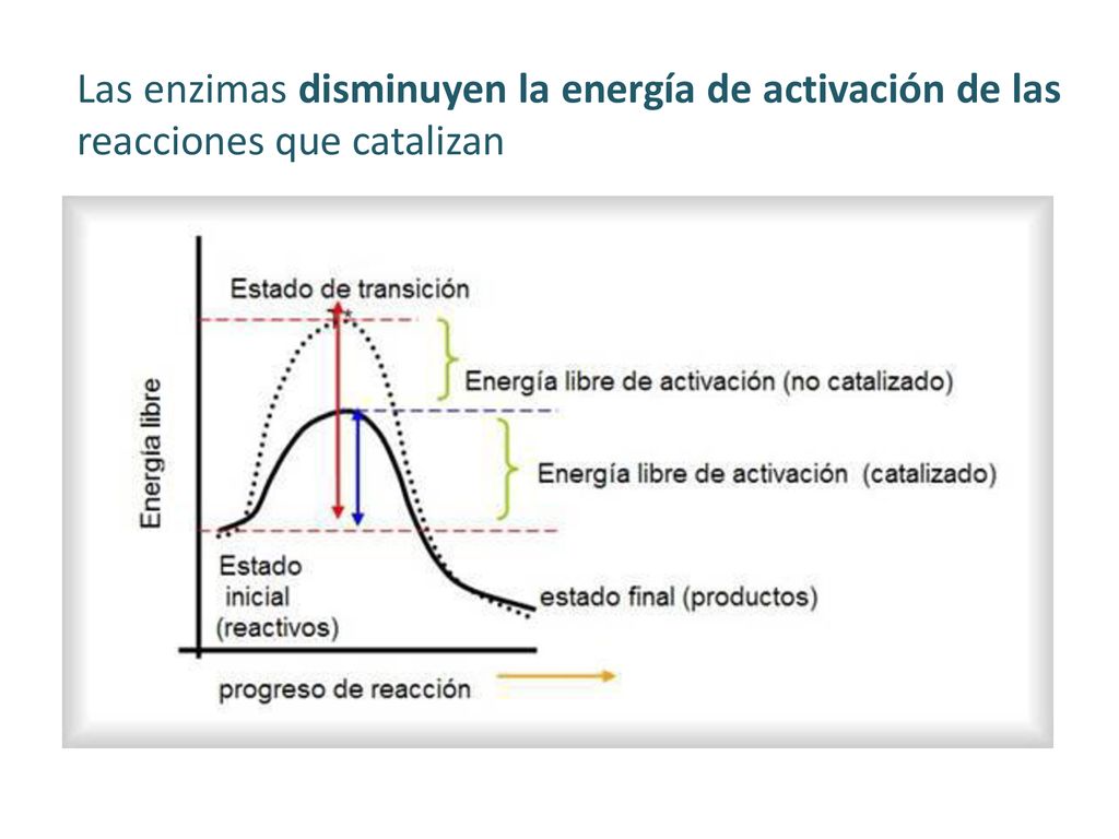 Las enzimas disminuyen la energía de activación de las reacciones que catalizan