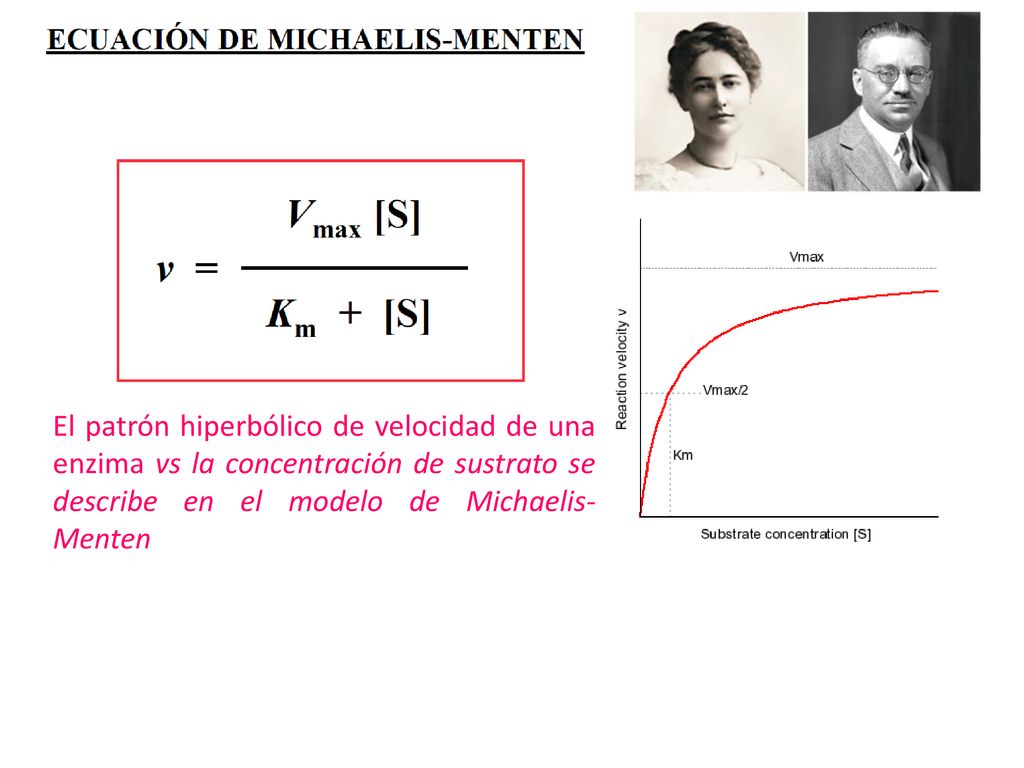 El patrón hiperbólico de velocidad de una enzima vs la concentración de sustrato se describe en el modelo de Michaelis-Menten