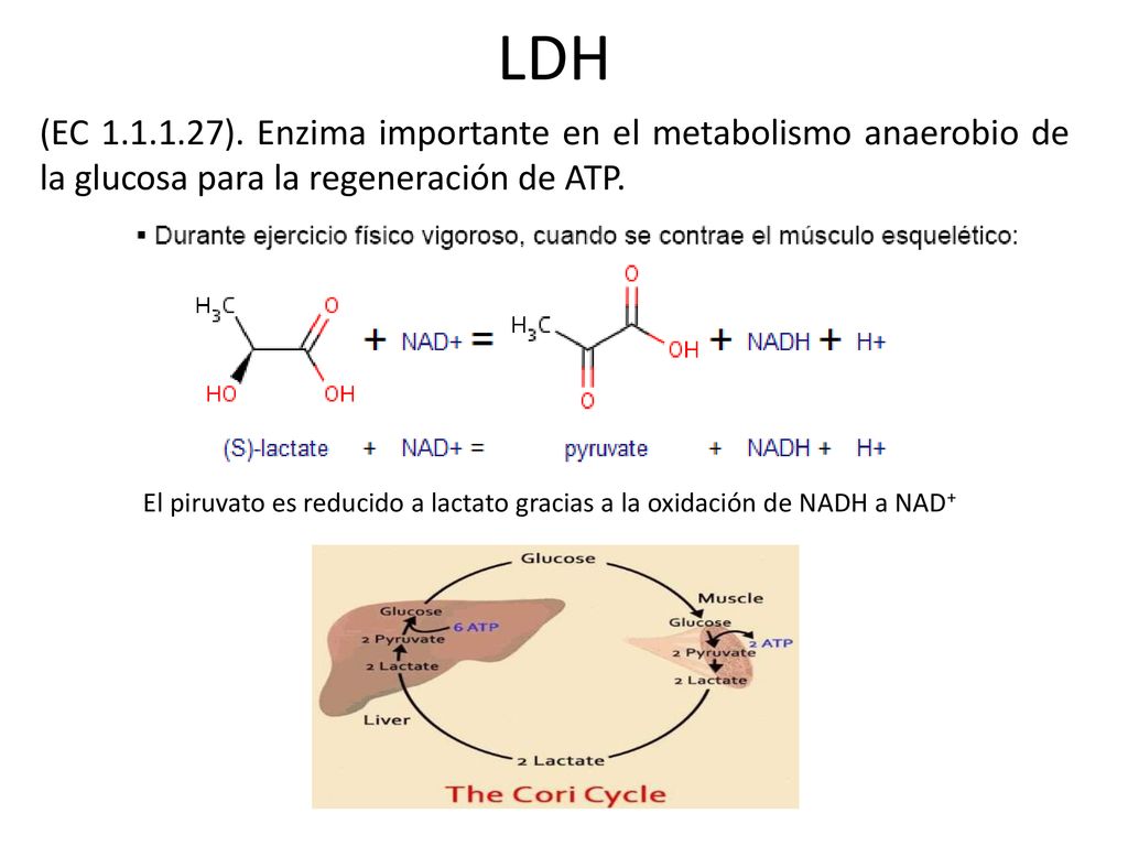 LDH (EC ). Enzima importante en el metabolismo anaerobio de la glucosa para la regeneración de ATP.