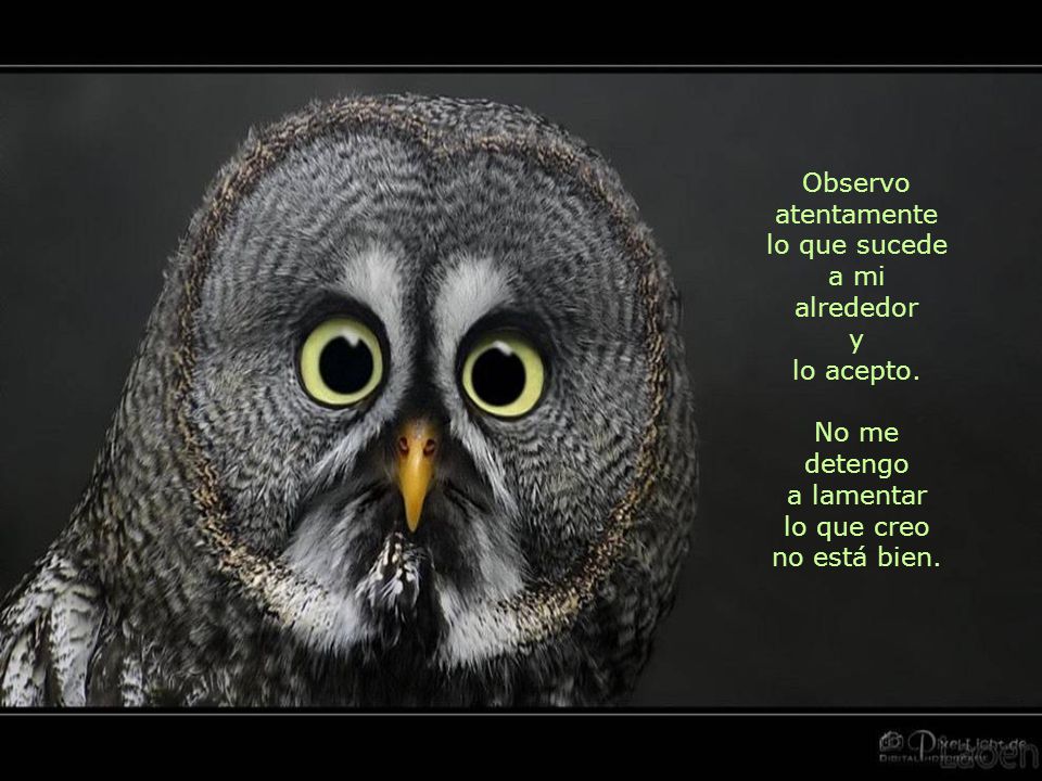 Observo atentamente lo que sucede. a mi. alrededor. y. lo acepto. No me detengo. a lamentar. lo que creo.