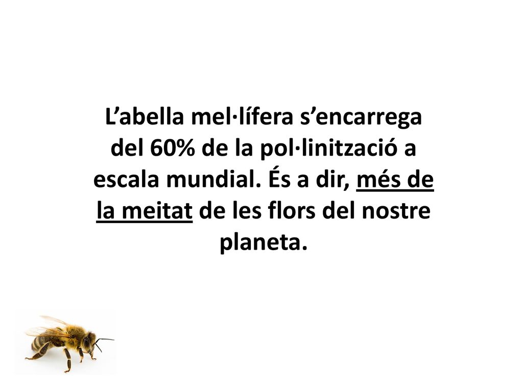 L’abella mel·lífera s’encarrega del 60% de la pol·linització a escala mundial.