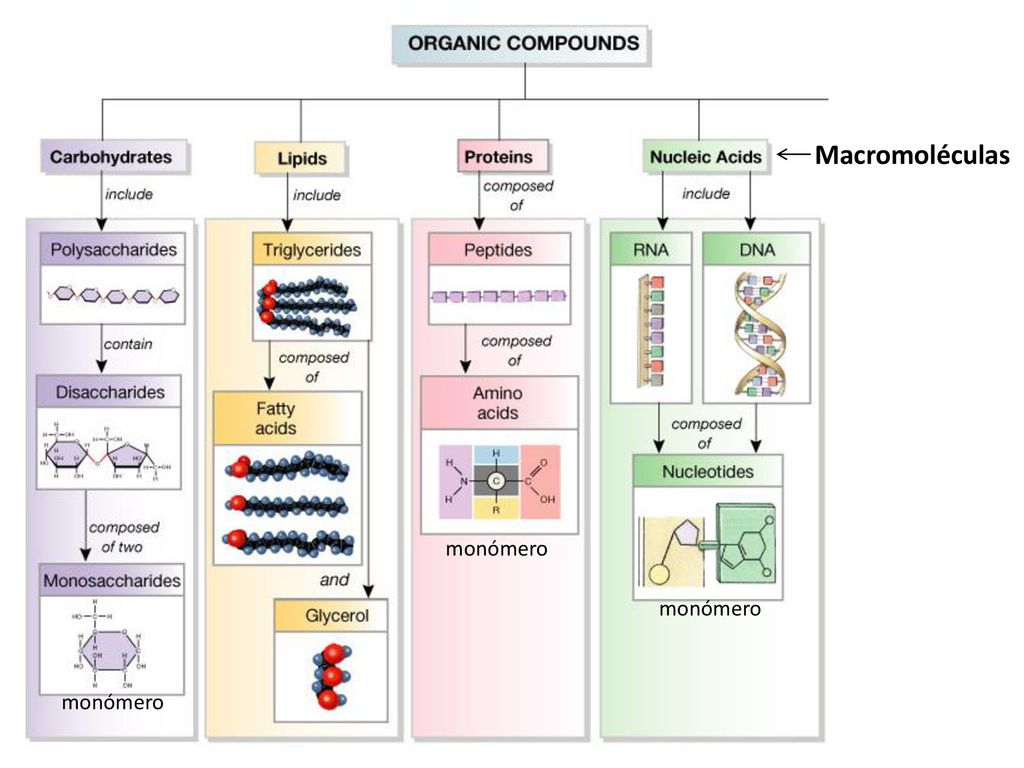Macromoléculas Biológicas - ppt descargar