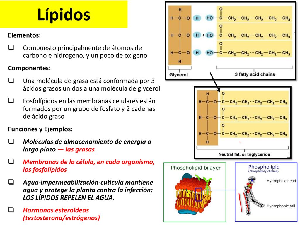 Lípidos Elementos: Compuesto principalmente de átomos de carbono e hidrógeno, y un poco de oxígeno.
