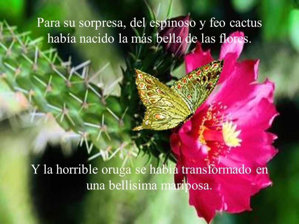 Y la horrible oruga se había transformado en una bellísima mariposa.