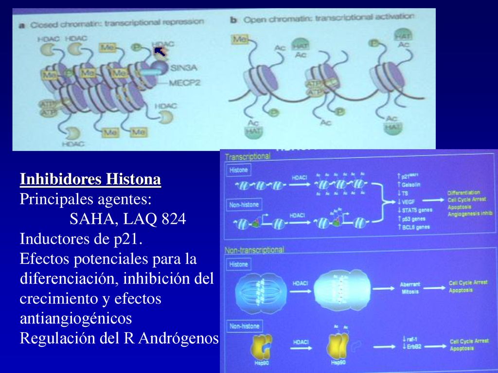 Inhibidores Histona Principales agentes: SAHA, LAQ 824. Inductores de p21. Efectos potenciales para la.