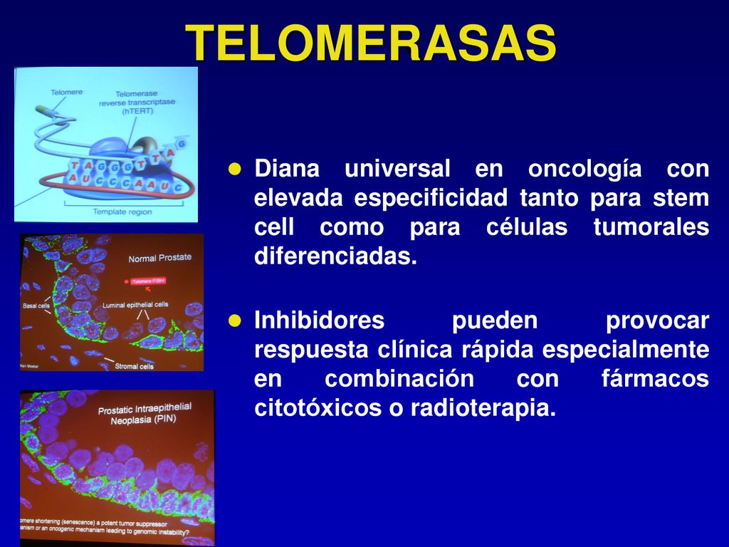TELOMERASAS Diana universal en oncología con elevada especificidad tanto para stem cell como para células tumorales diferenciadas.