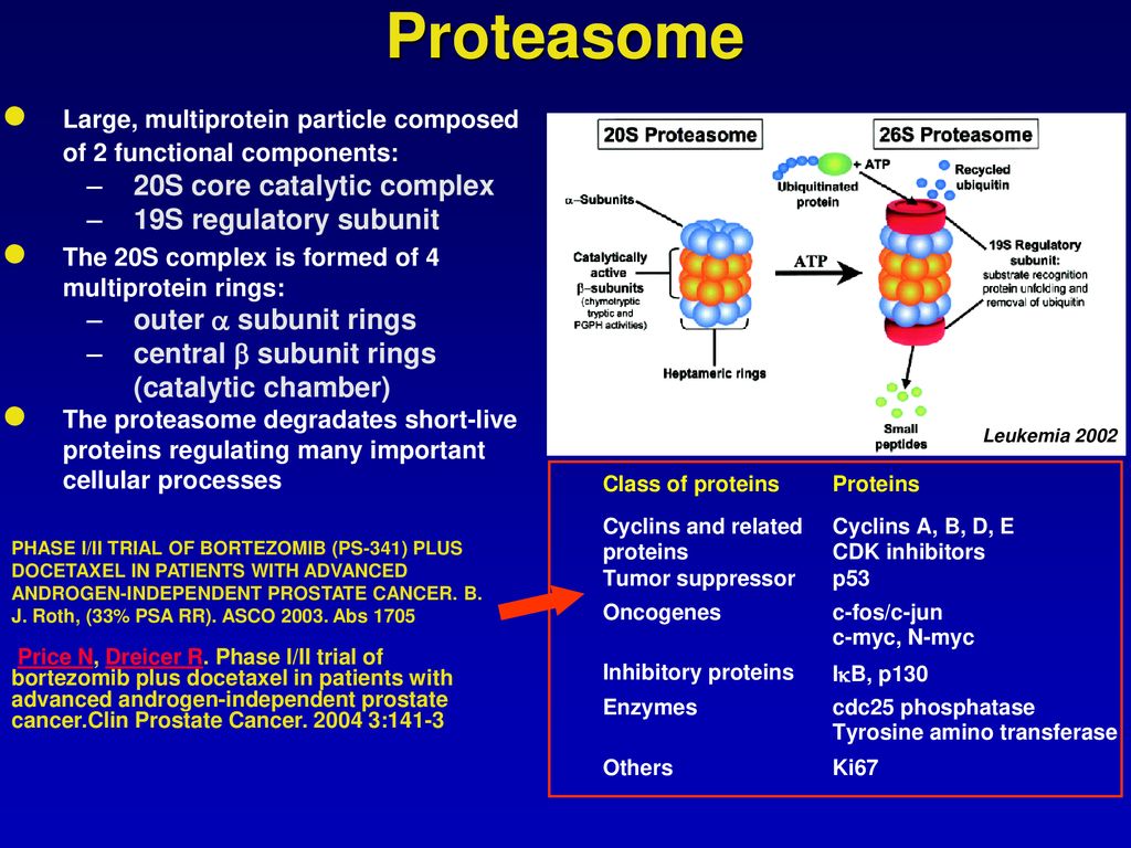 Proteasome 20S core catalytic complex 19S regulatory subunit