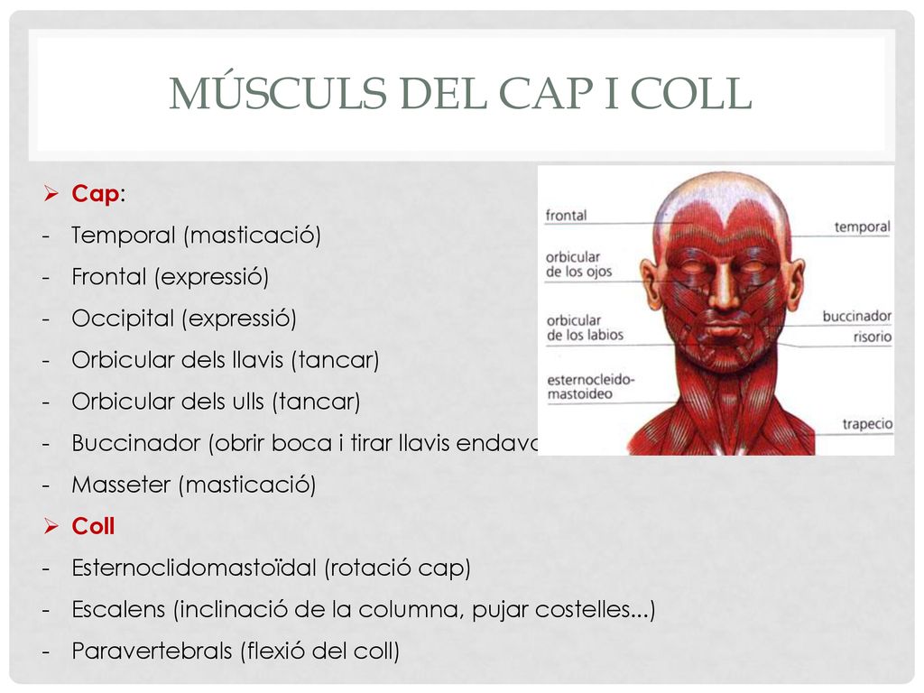 Músculs del cap i coll Cap: Temporal (masticació) Frontal (expressió)