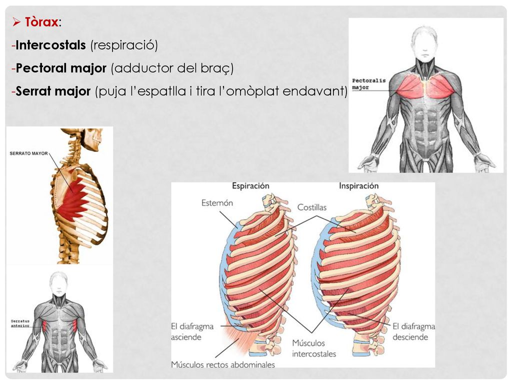 Tòrax: Intercostals (respiració) Pectoral major (adductor del braç) Serrat major (puja l’espatlla i tira l’omòplat endavant)
