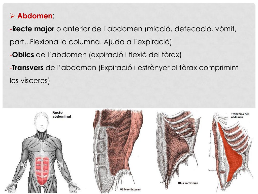 Abdomen: Recte major o anterior de l’abdomen (micció, defecació, vòmit, part...Flexiona la columna. Ajuda a l’expiració)