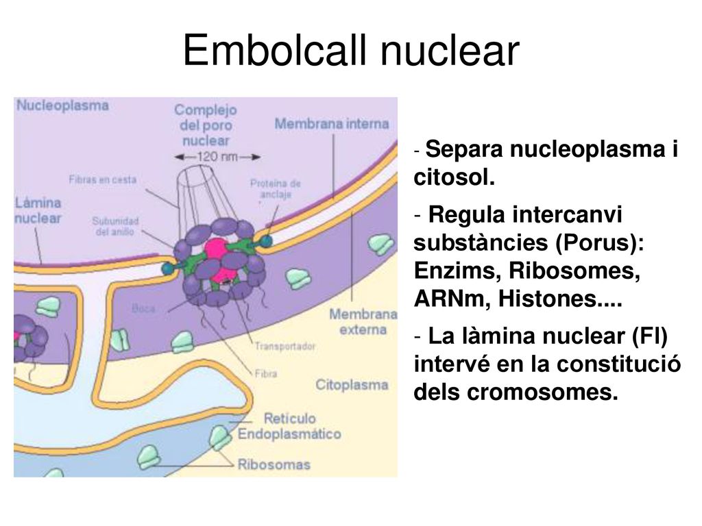 Embolcall nuclear Separa nucleoplasma i citosol. Regula intercanvi substàncies (Porus): Enzims, Ribosomes, ARNm, Histones....