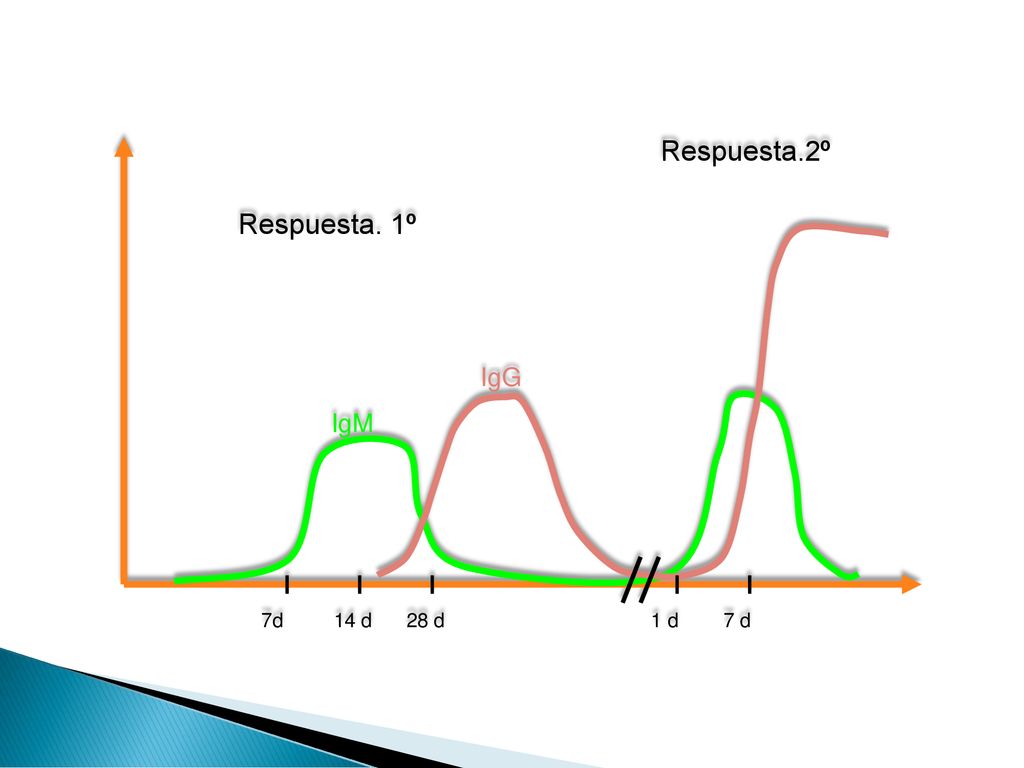 7d 14 d 28 d 1 d 7 d IgM IgG Respuesta. 1º Respuesta.2º