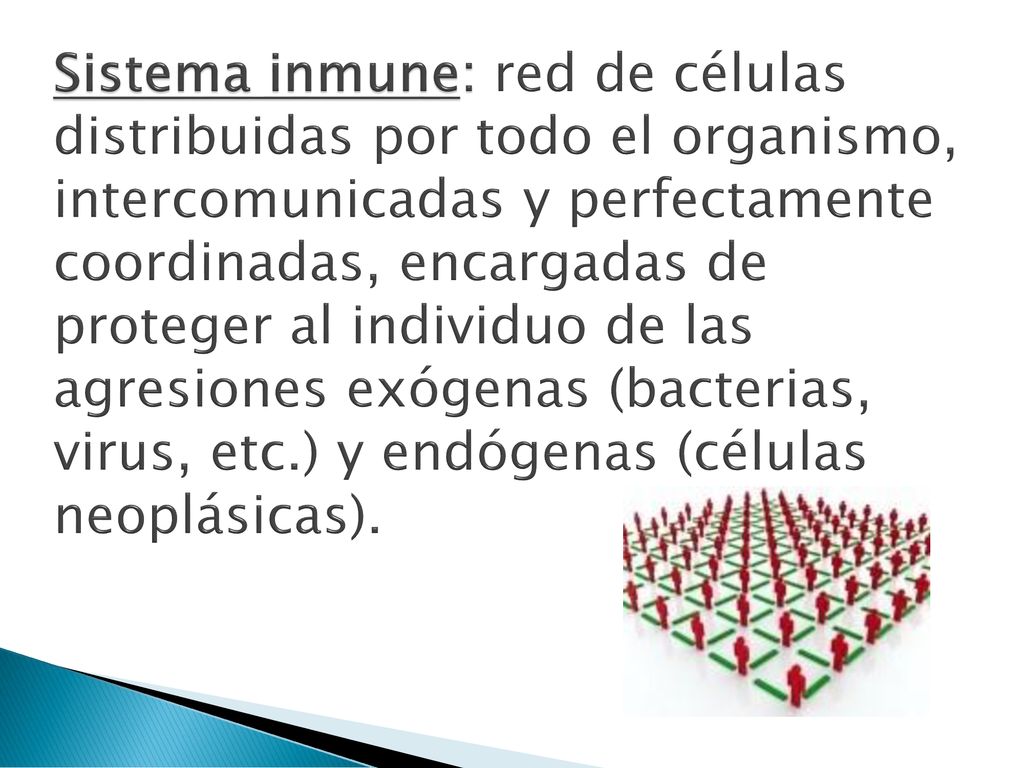 Sistema inmune: red de células distribuidas por todo el organismo, intercomunicadas y perfectamente coordinadas, encargadas de proteger al individuo de las agresiones exógenas (bacterias, virus, etc.) y endógenas (células neoplásicas).