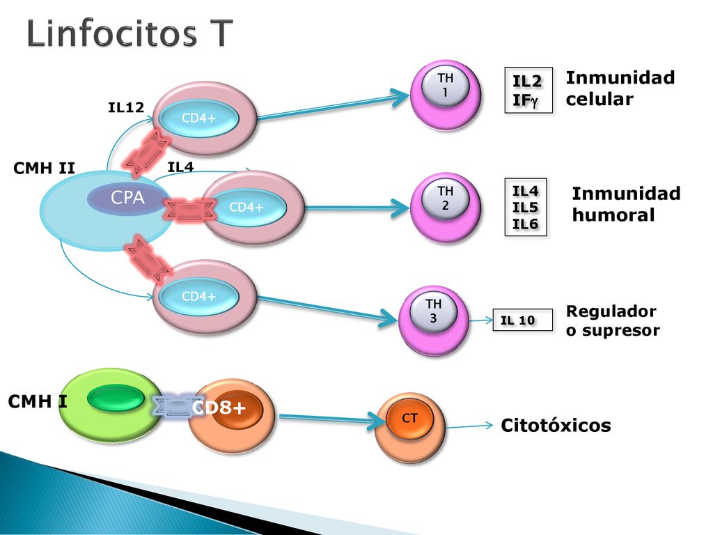Linfocitos T Inmunidad celular Inmunidad CPA humoral CMH I CD8+