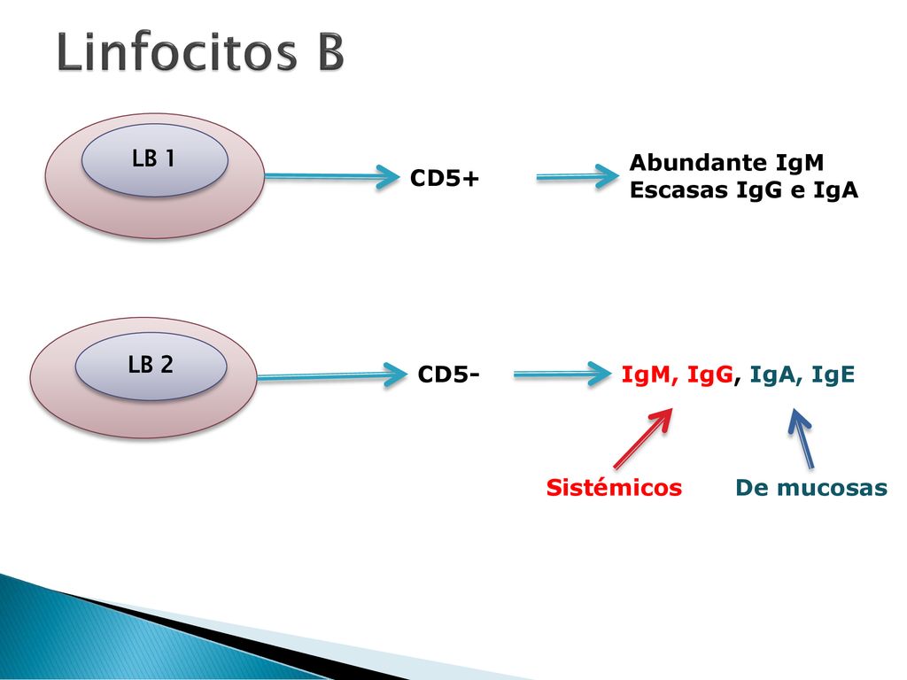 Linfocitos B LB 1 Abundante IgM Escasas IgG e IgA CD5+ LB 2 CD5-