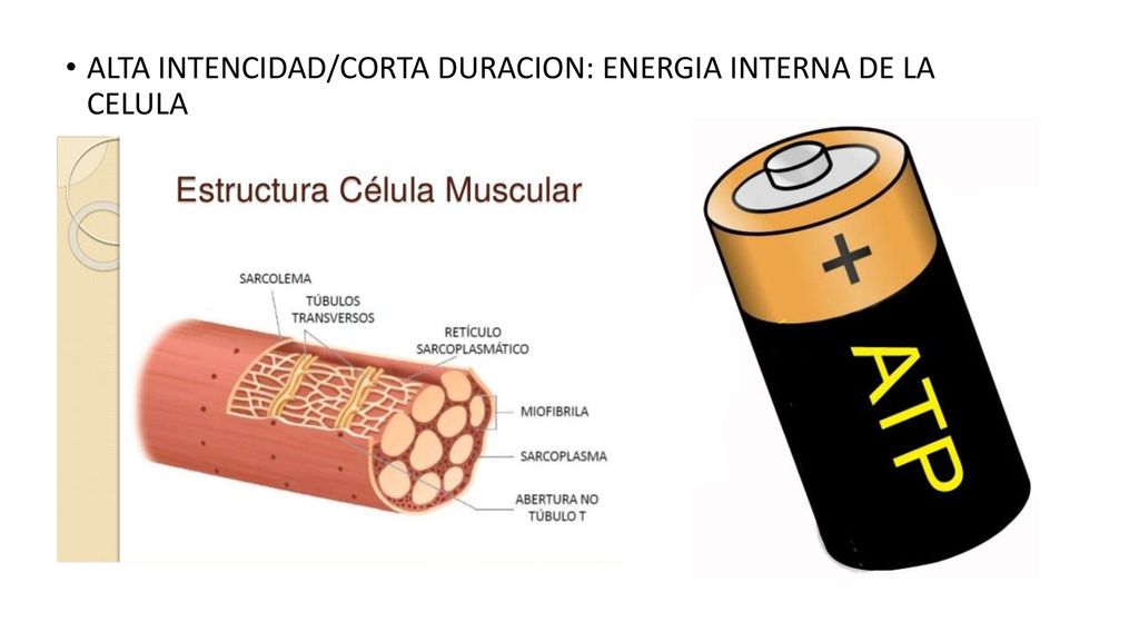 ALTA INTENCIDAD/CORTA DURACION: ENERGIA INTERNA DE LA CELULA