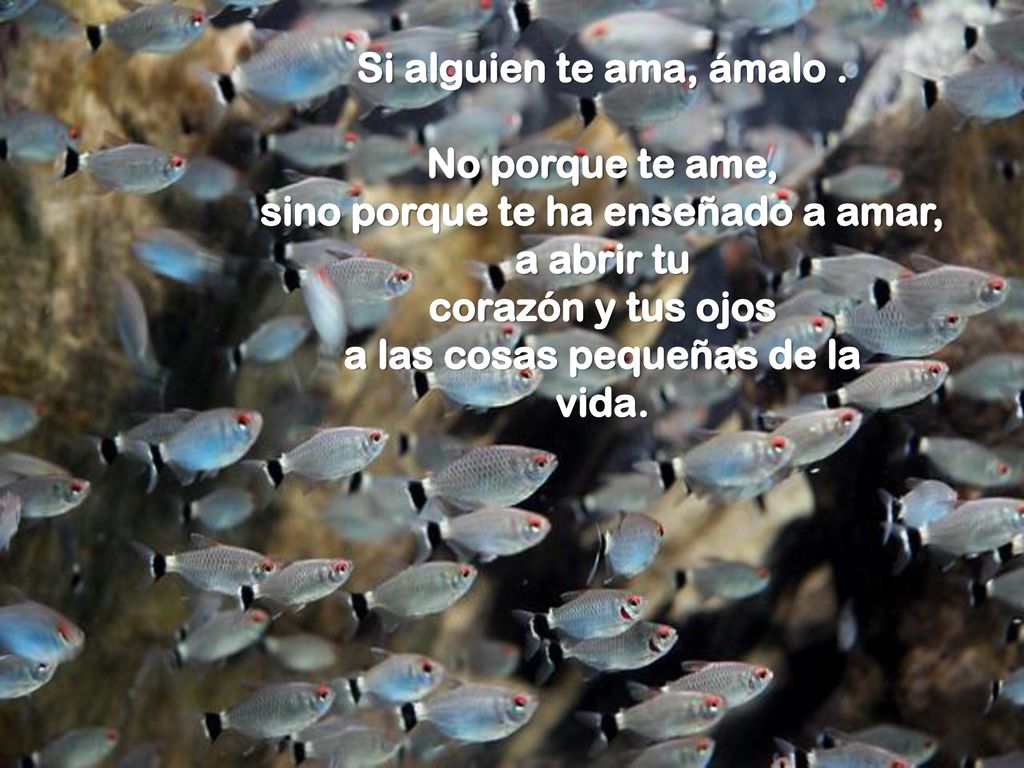 sino porque te ha enseñado a amar, a las cosas pequeñas de la