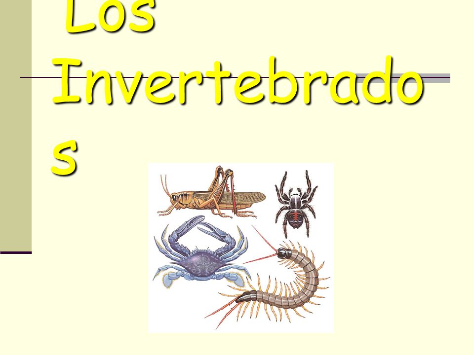 Los Invertebrados