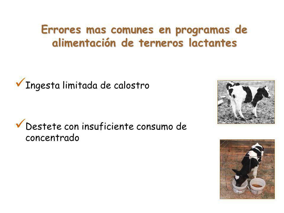 Errores mas comunes en programas de alimentación de terneros lactantes