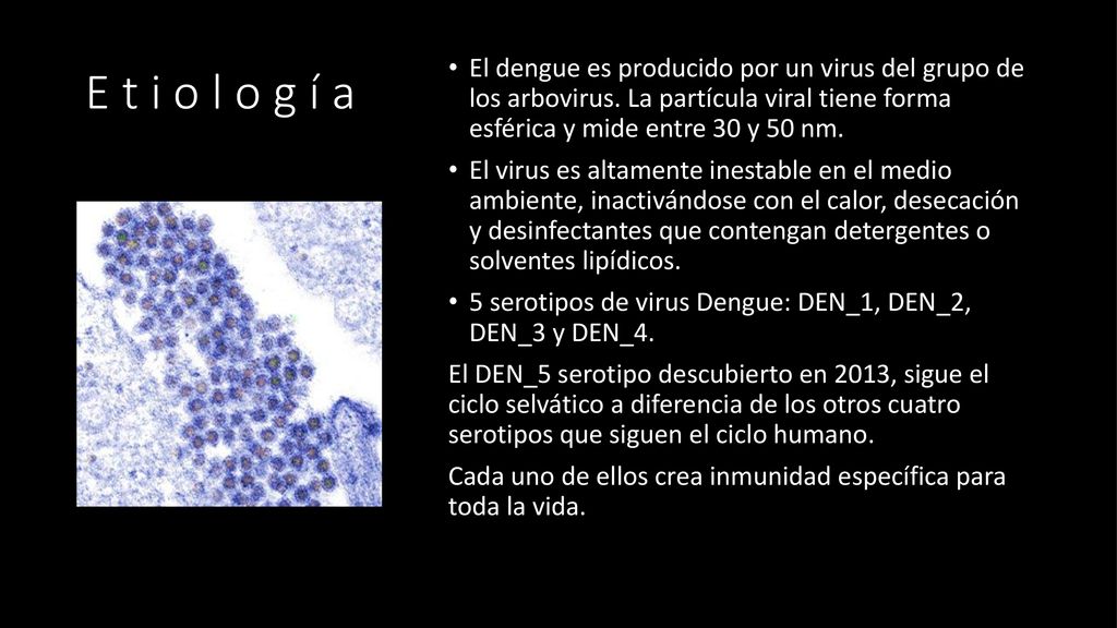 E t i o l o g í a El dengue es producido por un virus del grupo de los arbovirus. La partícula viral tiene forma esférica y mide entre 30 y 50 nm.