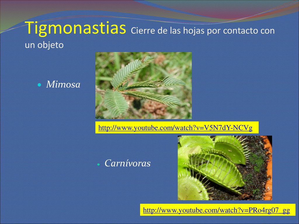 Tigmonastias Cierre de las hojas por contacto con un objeto