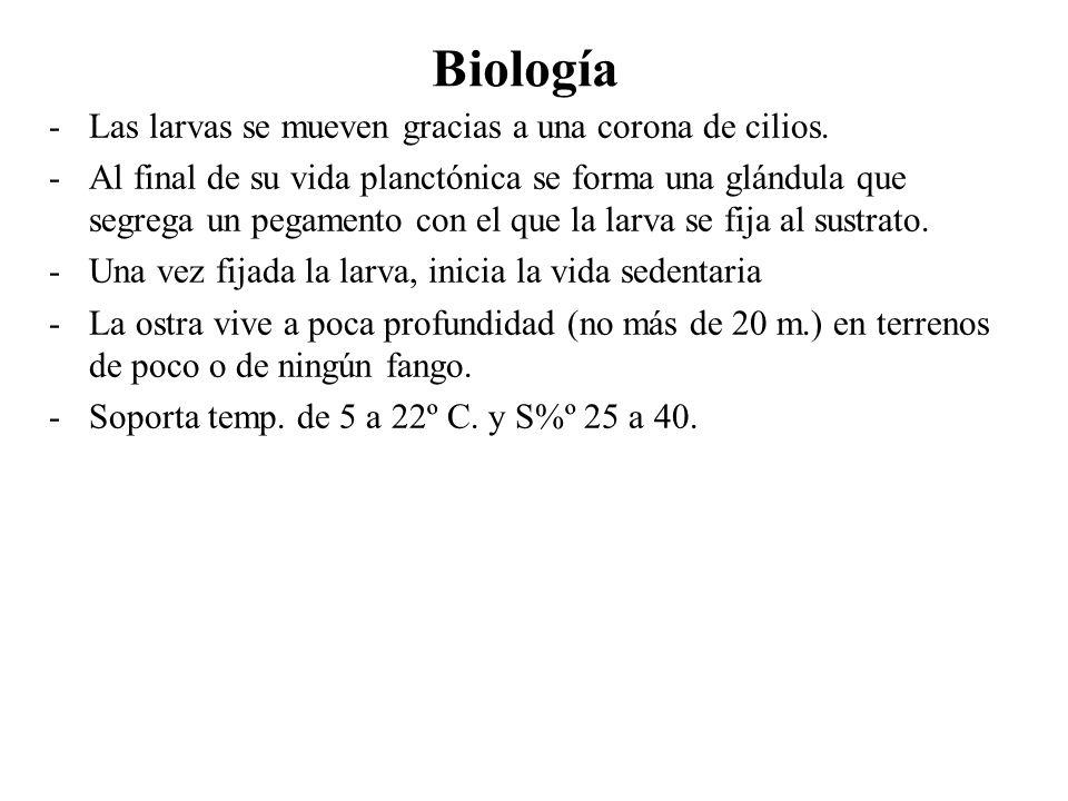 Biología Las larvas se mueven gracias a una corona de cilios.