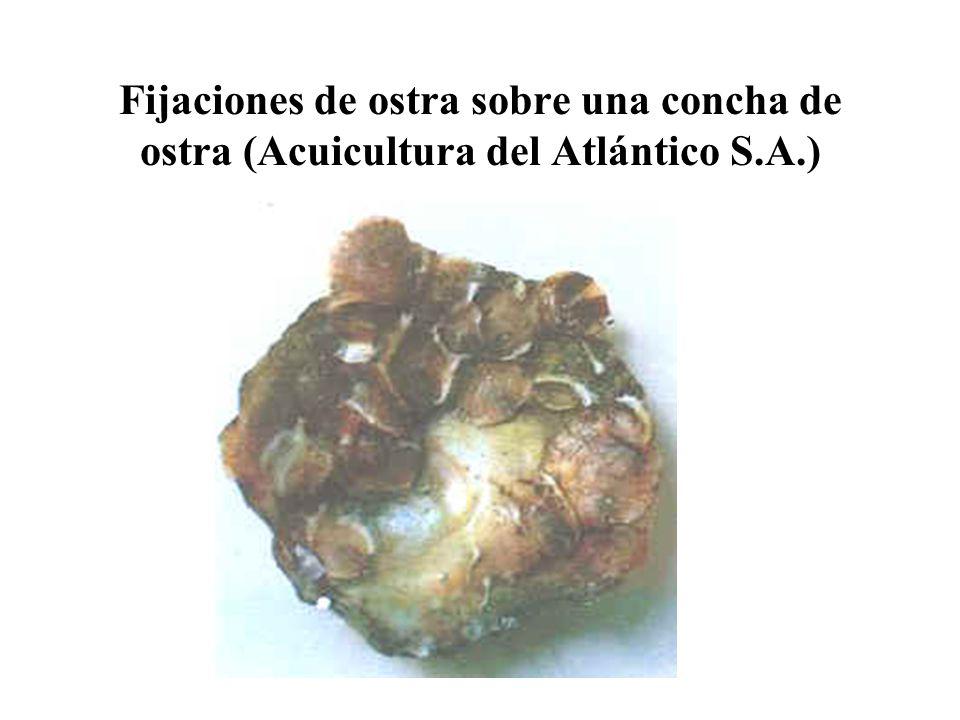 Fijaciones de ostra sobre una concha de ostra (Acuicultura del Atlántico S.A.)