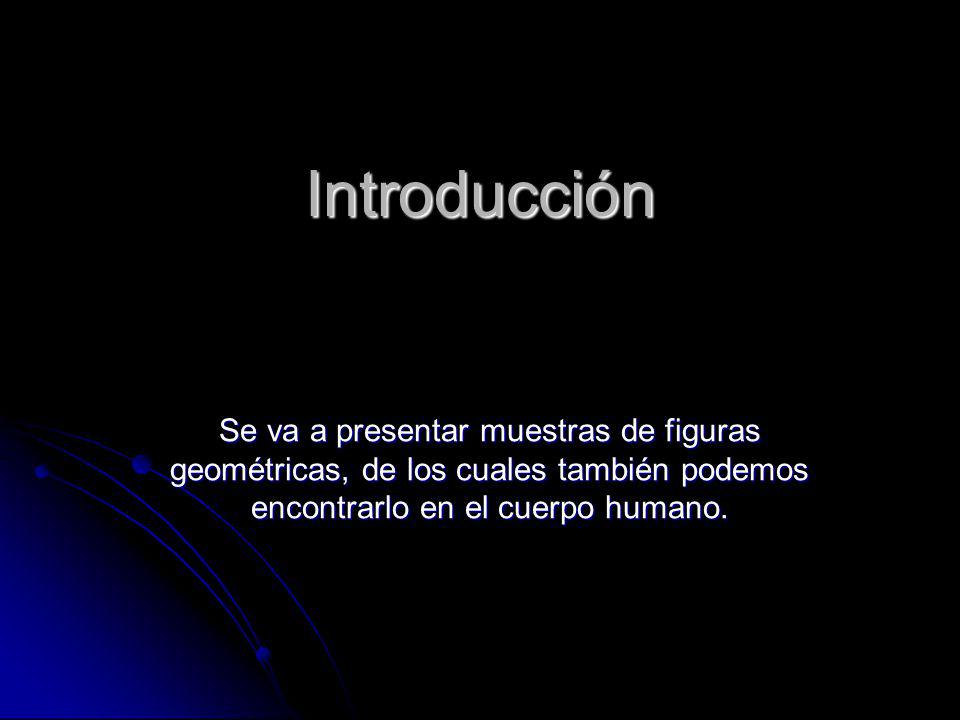 Introducción Se va a presentar muestras de figuras geométricas, de los cuales también podemos encontrarlo en el cuerpo humano.