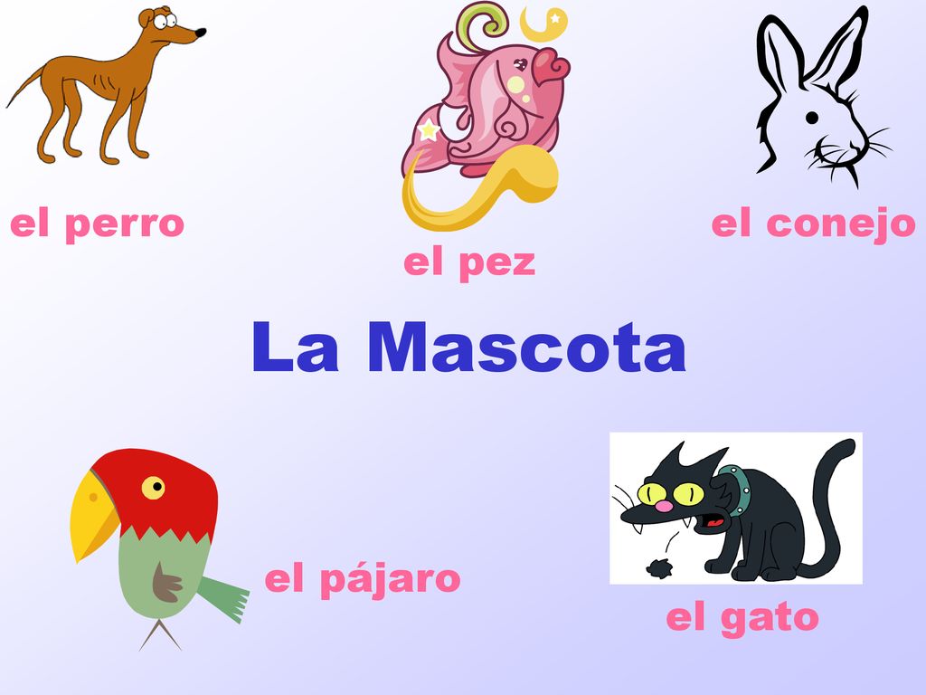 el perro el conejo el pez La Mascota el pájaro el gato