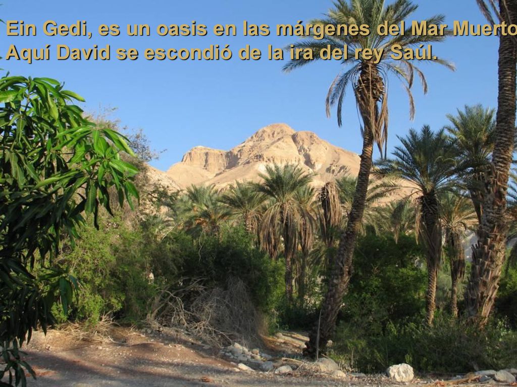 Ein Gedi, es un oasis en las márgenes del Mar Muerto.