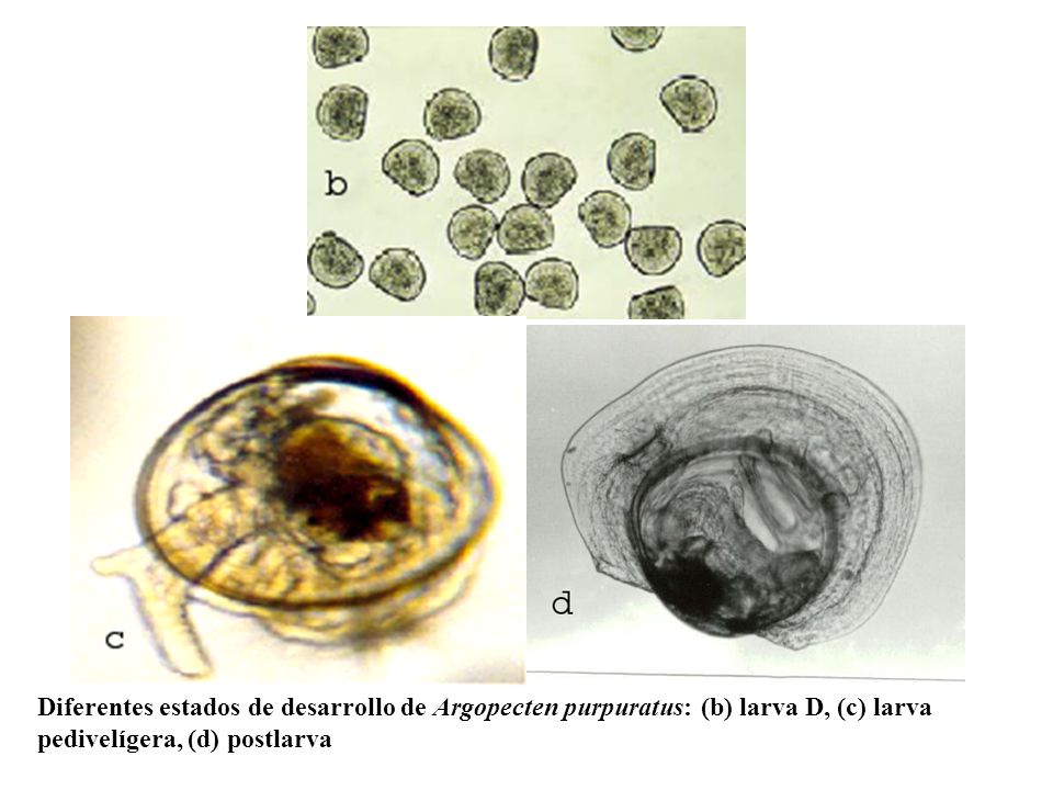 Diferentes estados de desarrollo de Argopecten purpuratus: (b) larva D, (c) larva pedivelígera, (d) postlarva