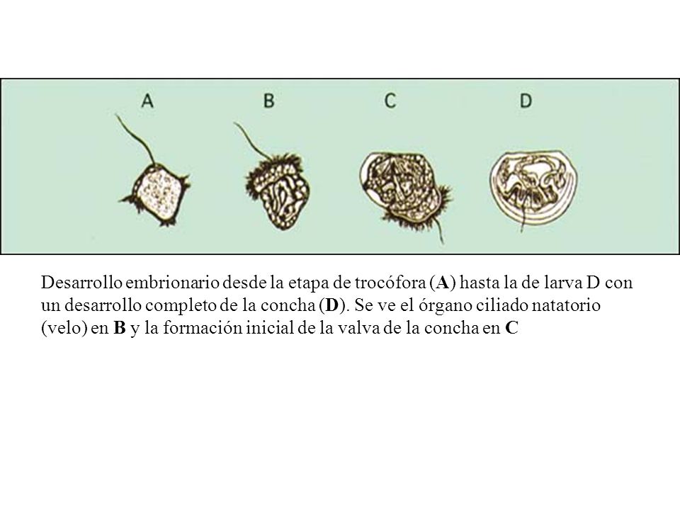 Desarrollo embrionario desde la etapa de trocófora (A) hasta la de larva D con un desarrollo completo de la concha (D).