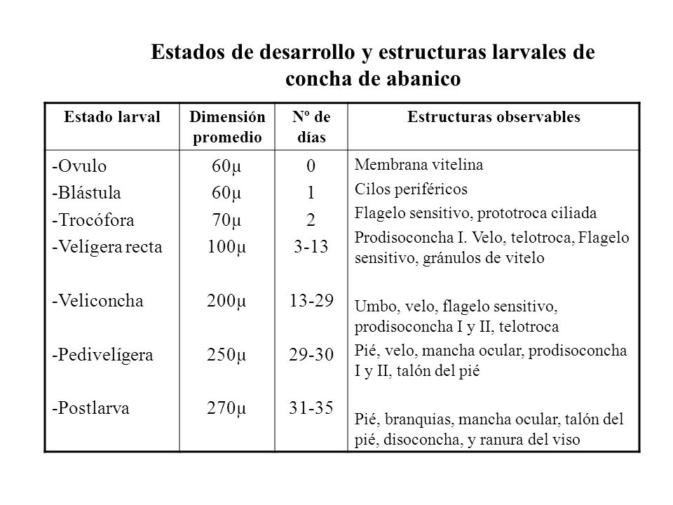 Estados de desarrollo y estructuras larvales de concha de abanico