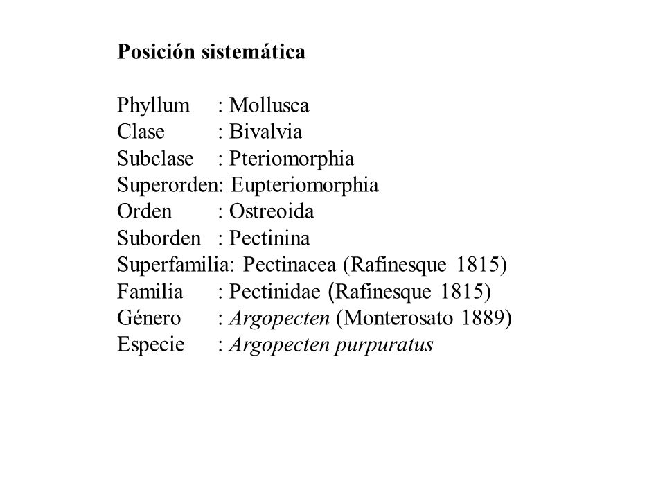 Posición sistemática Phyllum : Mollusca. Clase : Bivalvia. Subclase : Pteriomorphia. Superorden: Eupteriomorphia.