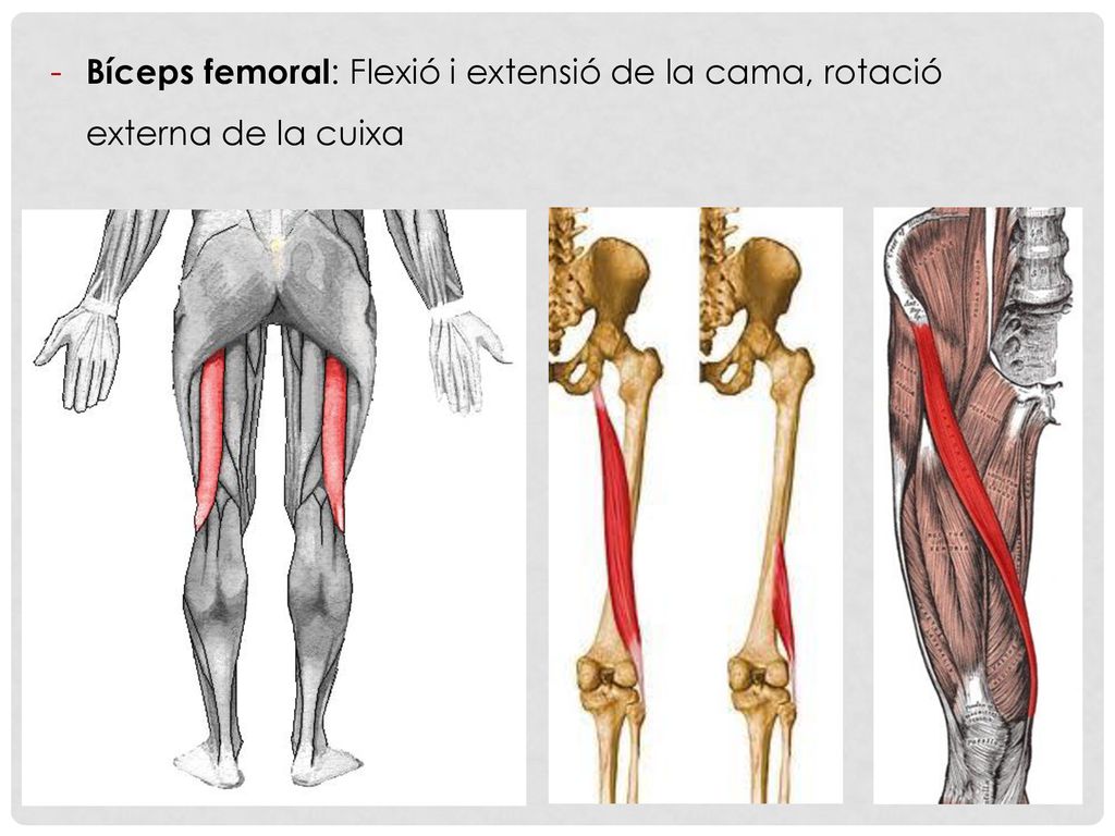 Bíceps femoral: Flexió i extensió de la cama, rotació externa de la cuixa