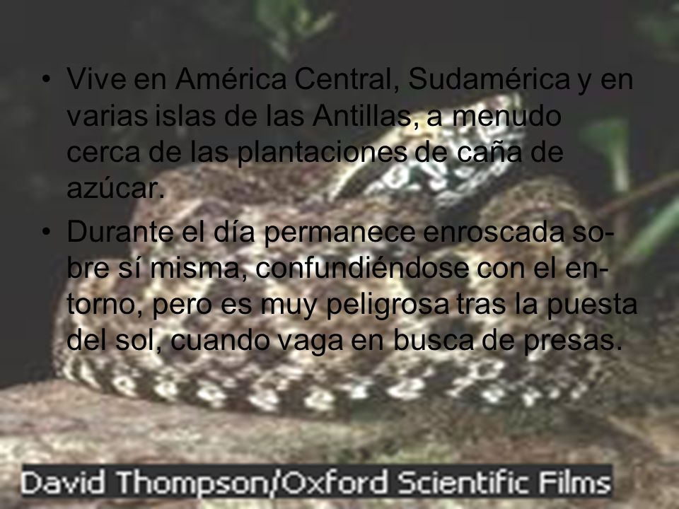 Vive en América Central, Sudamérica y en varias islas de las Antillas, a menudo cerca de las plantaciones de caña de azúcar.